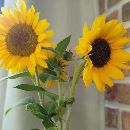 Ostseeidylle Ringhus - Nur Wenige Meter Vom Entfernt *